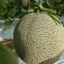 성자 농장 이미지