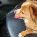 대전본동물병원 이미지