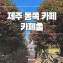 크리에이티브통제주성읍 | 제주 동쪽 카페촐 동백꽃 유채꽃이 있는 예쁜카페