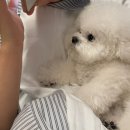 뒹굴뒹굴고양이 이미지