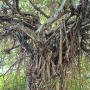 수원호스텔(SUWON HOSTEL) | 오키나와2. 호스텔 - 후쿠슈엔(福州園)