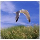 알바트로스(Albatrus)