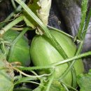 신동리농장 이미지