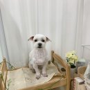 헬로퍼피1 이미지