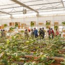 목화자원 이미지