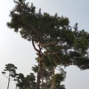 소나무분식 - 부천시 소사구 은성로76번길 12 | 소나무분식