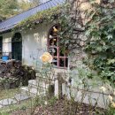 올드 트리 이미지