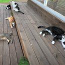 고양이동산 | 고양이 카페 고양이동산 카페 후기!