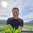 볼음돔조뱅이와 참취 이미지
