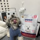 포독 | “인디고 ” ,인디고 ,강아지 알러지 피부사료 면역 앤 스킨 포독 후기