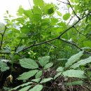 고려산삼 이미지