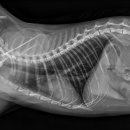 일리동물의료센터 이미지