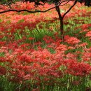 불갑사관광지 이미지