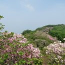 195차 정기산행 - 서리산 철쭉산행 (825 m). 2016. 5. 8. 이미지