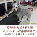 구로/구일 - 슈나우저 믹스 보호중입니다 !! 이미지