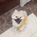 해리스힐 | 보미 한 달 만에 산책 해리스힐 초경량 원버튼 메쉬 입마개 착용 후기