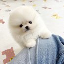 퍼피몽(애견분양) 이미지