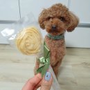 오지의 펫테이블 이미지