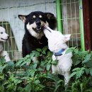 호동이농장 이미지