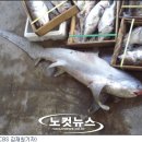 상어식당 이미지