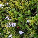 오대양육대주 이미지