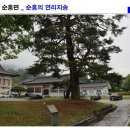 순흥의 연리지송 이미지