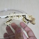 메인아이