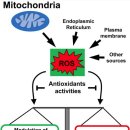 Re:Re:Taking a “good” look at free radicals in the aging process 이미지