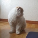 달고양이 이미지