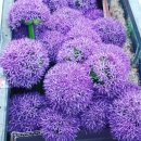 고향꽃화원 이미지