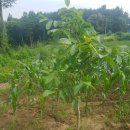 국보농장 이미지