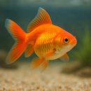 행복수족관 이미지