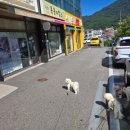 몽몽이발소 이미지