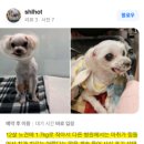 화서동물병원 이미지