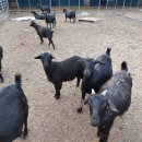 흙염소 농장 이미지