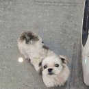 스파보드레 이미지