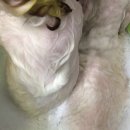 하니살롱
