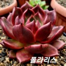 폴라리스 이미지