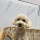 여수죽림동물병원 애견미용실 이미지