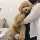 껌딱지펫 이미지