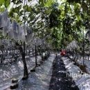 새한농원 이미지