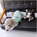 곁에 있을개 네이버블로그