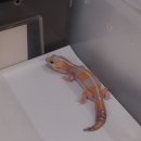 펫인샵(PET IN SHOP) | English subtitles) 진주 파충류샵 브리딩 센터의 주력 생물 펫테일 게코 ! The fattailed gecko livin...