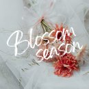 비자블라썸시즌2 | [공지] 광주 본식스냅 블라썸 시즌 풍성한 이벤트 총정리!(당일예약/리뷰/무제한 짝꿍할인)