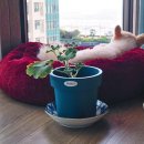 송찬농장 | [제라늄 꽃말] 꽃말과 함께 알아보는 러시아제라늄의 매력 with 살렘농원식물원