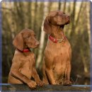 라비동물병원 이미지