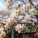 개화-꽃의 노래 이미지