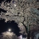 미평로 Daum카페