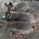 꿈돼지2농장 이미지