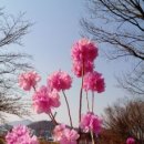 진달래 이미지